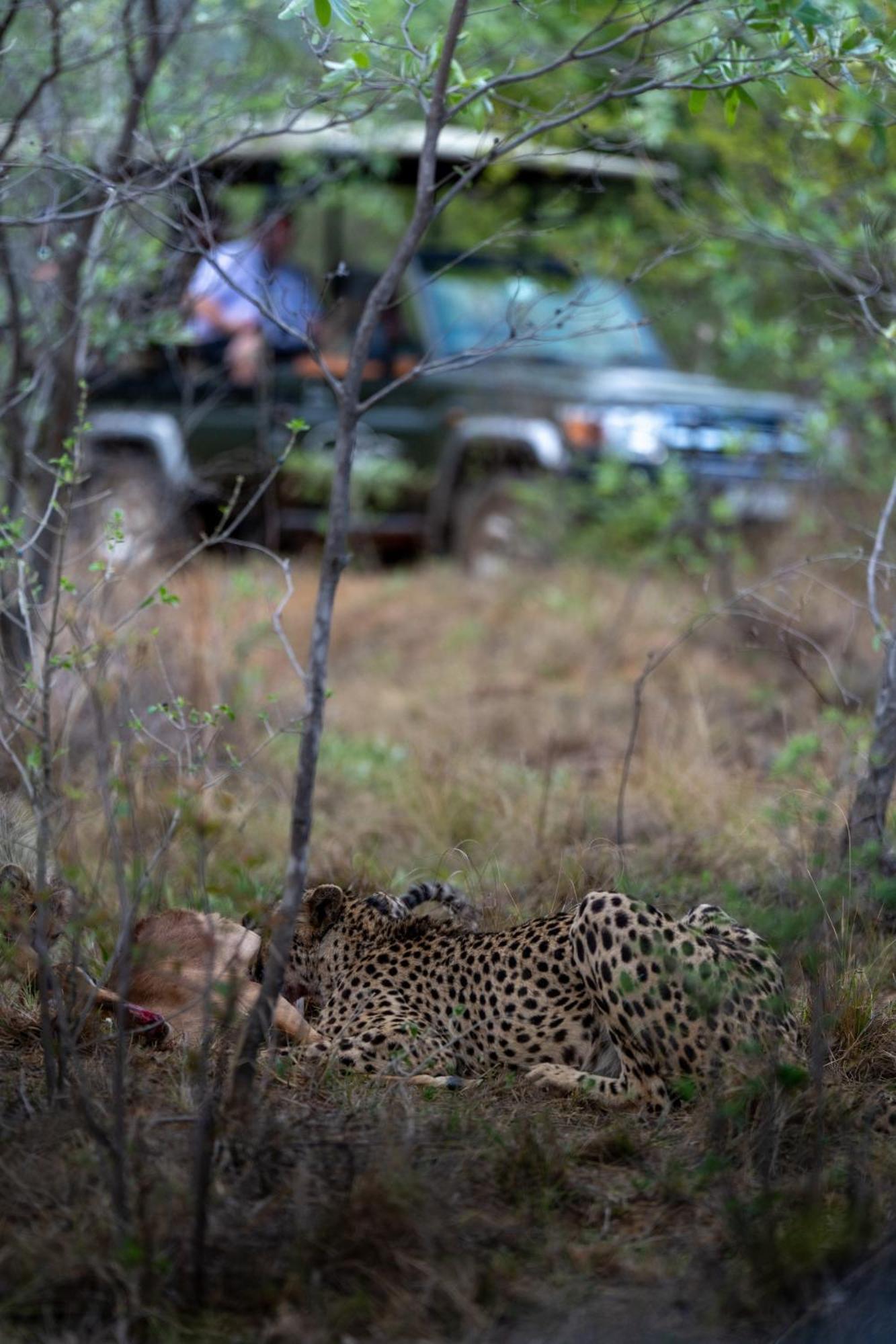Sediba Luxury Safari Lodge Welgevonden Game Reserve Exterior photo