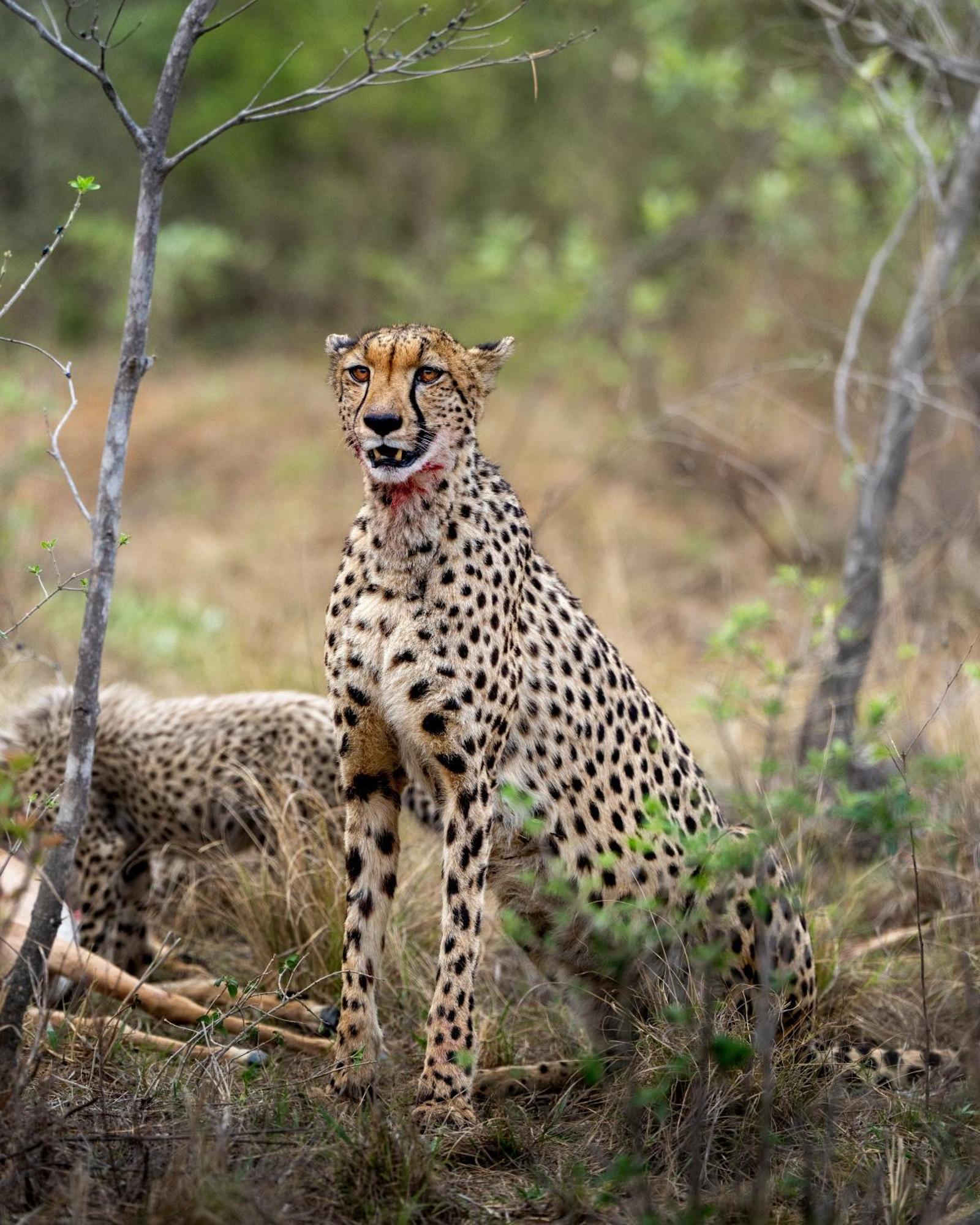 Sediba Luxury Safari Lodge Welgevonden Game Reserve Exterior photo